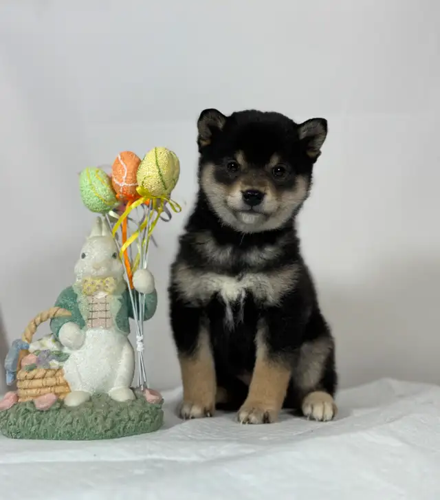 Last 1 CKC Shiba Inu puppies in Dogs & Puppies for Rehoming in Markham / York Region - Image 2