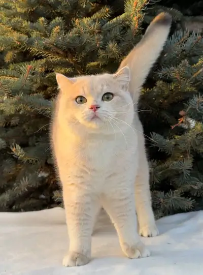A magnificent purebred British Shorthair with a luxurious golden chinchilla (ay12) coat, large expre...