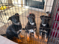 Purebred CKC Reg’d German Shepherd puppies
