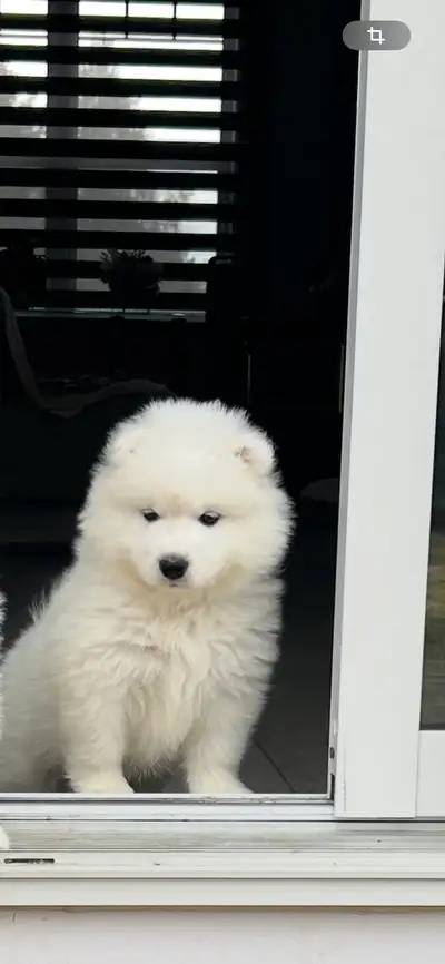chiot samoyède / puppie samoyed, View more