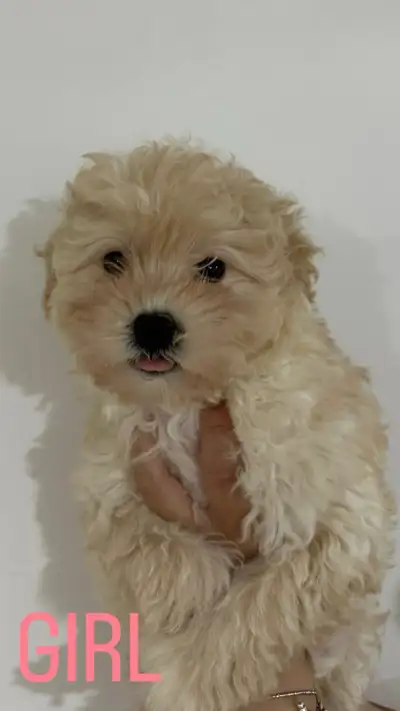 Pomeranian Maltese mix looking for forever home!, View more