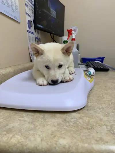 Serious inquiries ONLY please Purebred Shiba Inu puppies Litter size 5 Born on Christmas morning Ava...