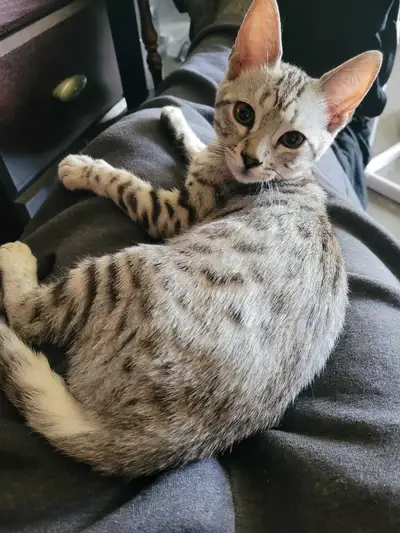 Petite chatte Bengal-Lynx, View more