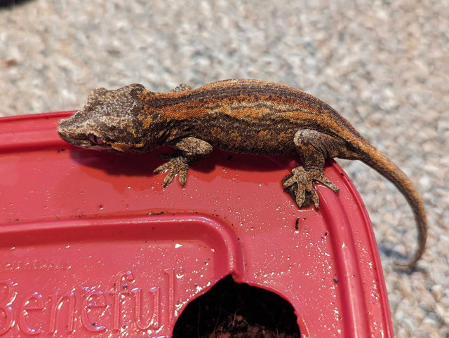 Gargoyle Geckos  in Reptiles & Amphibians for Rehoming in Chilliwack