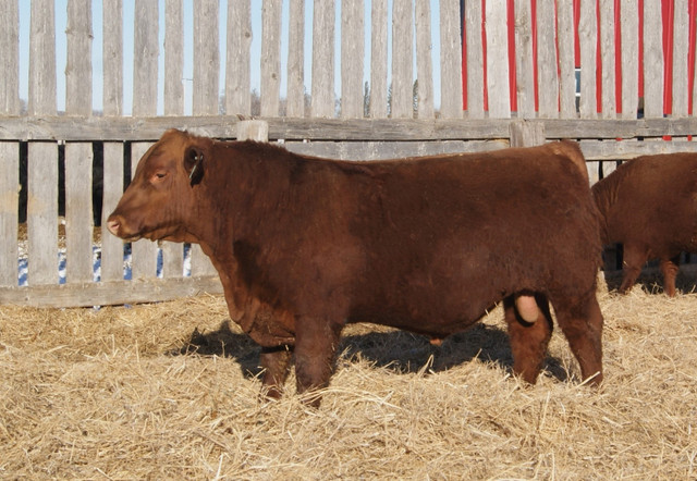 Purebred Red Angus Bulls  For Sale in Livestock in Regina