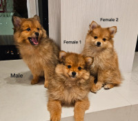 Pomeranian Puppies looking for a loving home