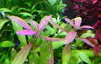 hygrophila polysperma 'rosanervig' Aquarium plant