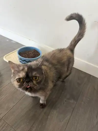 Purebred Exotic Shorthair for adoption, View more