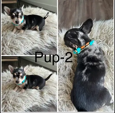 beautiful Merle Chihuahua puppies, View more