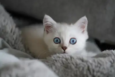 Non standard Munchkin/Scottish fold kitten, View more