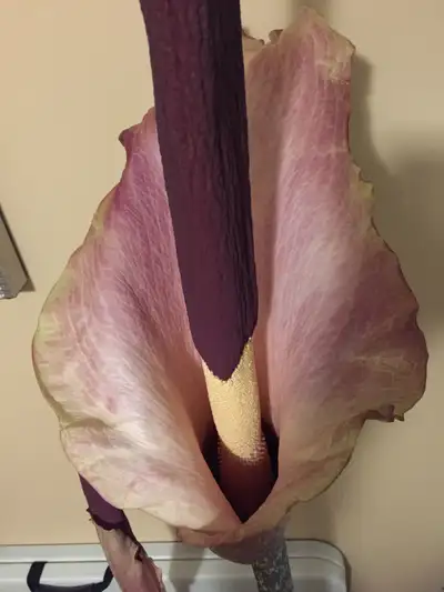 Voodoo/corpse flower bulbs, View more