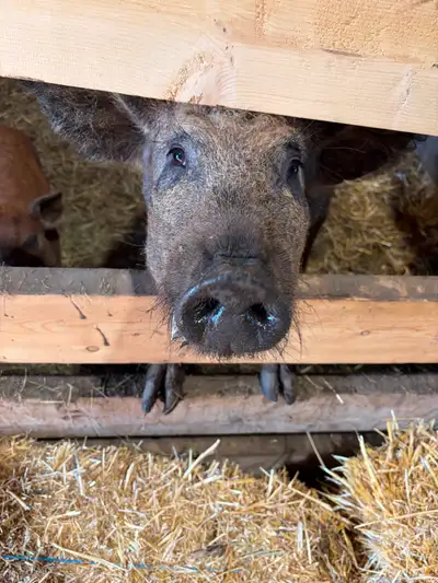 Unrelated breeding pair of Mangalica pigs. Boar is approx 10 weeks Sow is approx 8 months This breed...