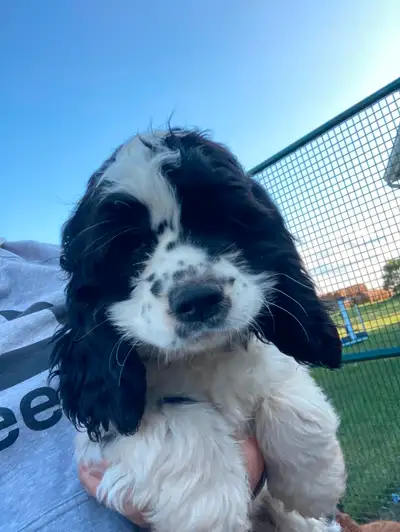 Cocker Spaniel puppies, View more