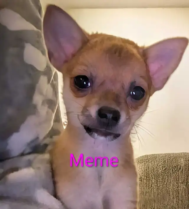 Sweet adorable Pomchi puppies in Dogs & Puppies for Rehoming in City of Toronto - Image 4