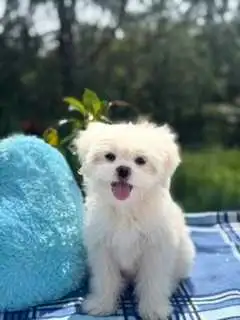 Jarkie Pups (Yorkie/Japanese Chin), View more