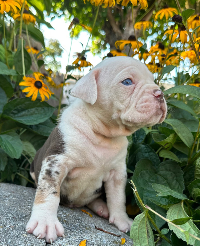 Old English Bulldog Puppies in Dogs & Puppies for Rehoming in Trenton