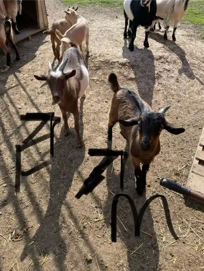 goats  , View more
