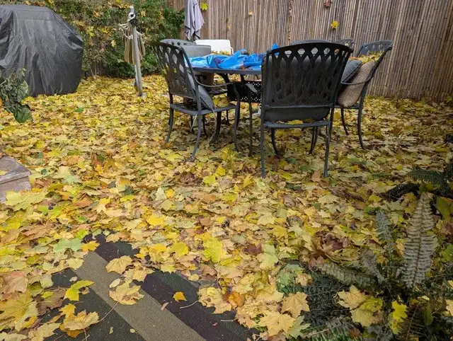Fall Clean Up 2026576946658902036488