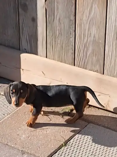 Dachshunds purebred minis 1 boy & 2 black& tan girls.Ready, View more