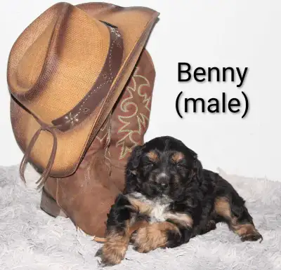 Border Collie/Cockapoo puppies, View more
