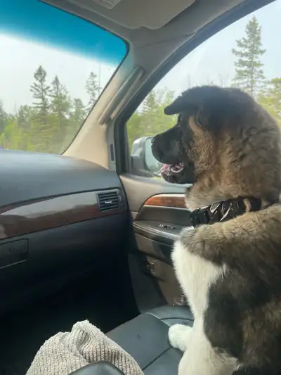 American Akita Puppy for adoption, View more
