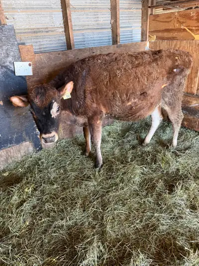 registered jersey heifer , View more
