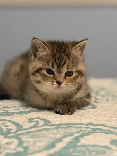 Beautiful long hair kittens, View more