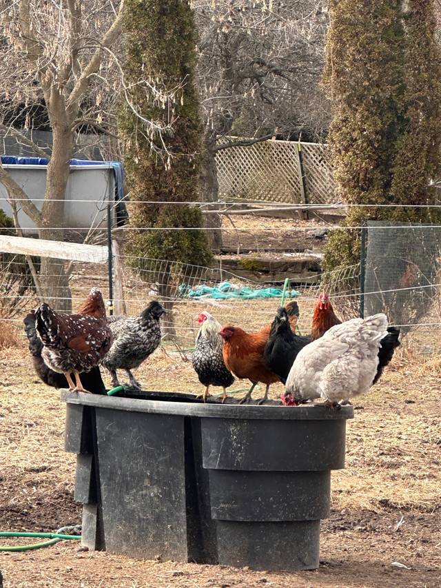 5 hens and 1 rooster in Livestock in Peterborough - Image 2