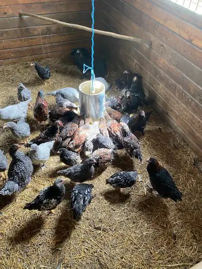 Pullets: BR, LO, CM, SS, View more