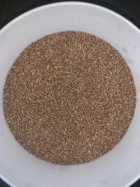 Certified Brandon Seed Wheat for Sale