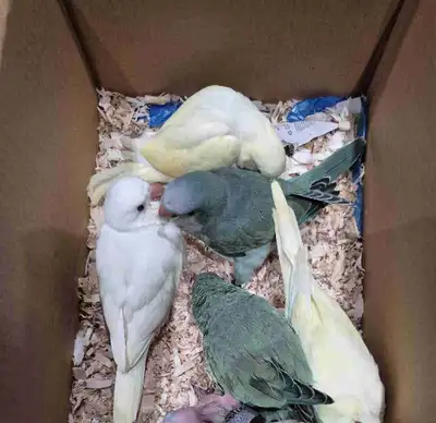 Baby Quaker Parrots, View more