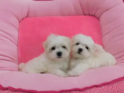 Tiny toy maltese puppies (647-332-8024), View more
