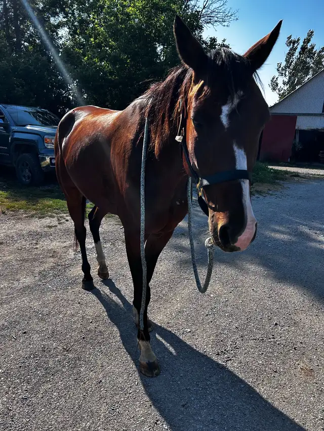 horse for sale in Horses & Ponies for Rehoming in Barrie - Image 10