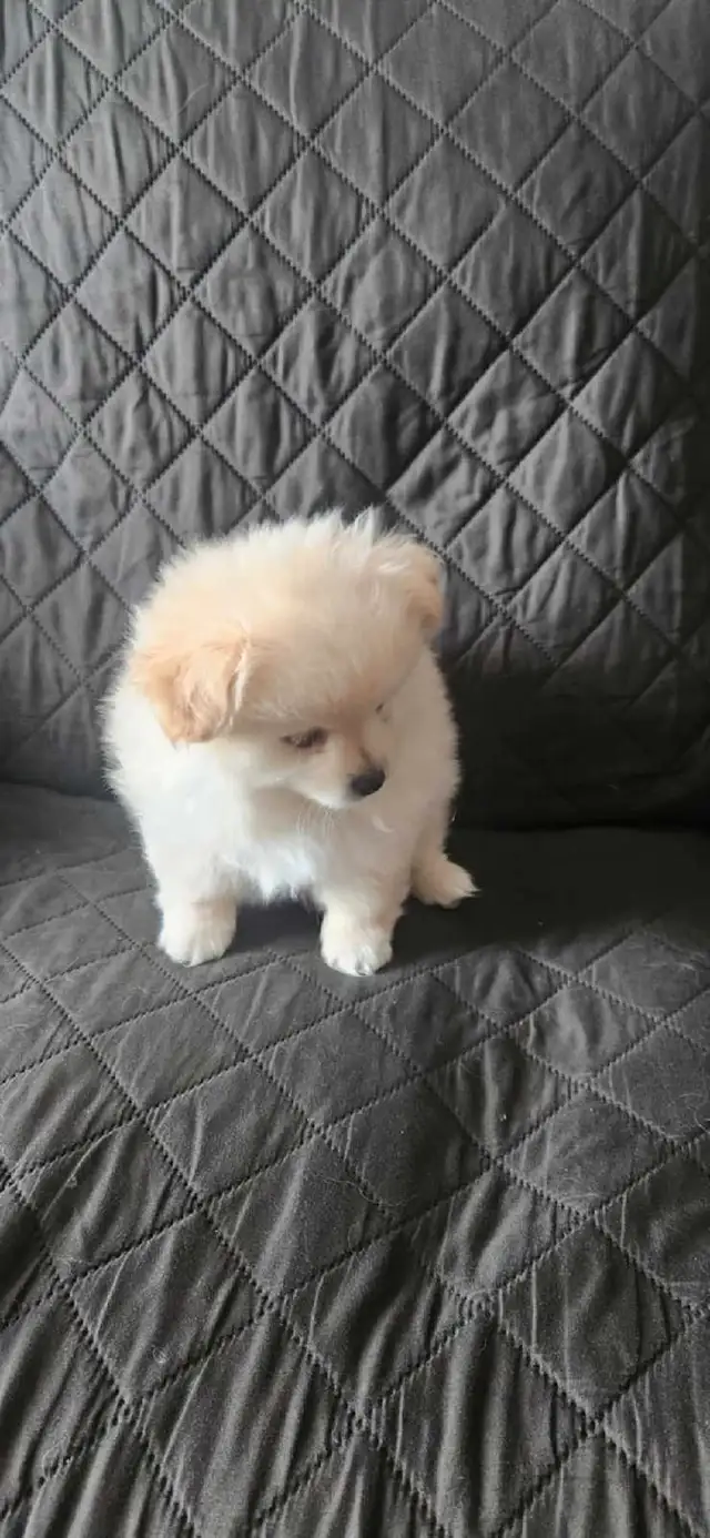 Pomeranian Puppy Available in Dogs & Puppies for Rehoming in London - Image 3