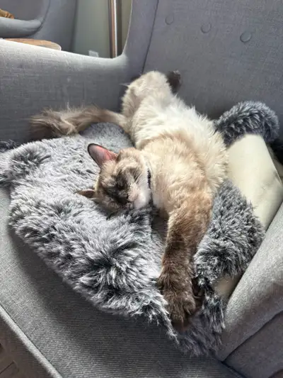 rag doll cat for sale , View more