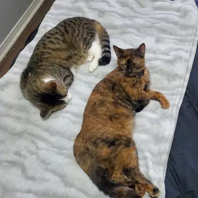 Cats Looking for a Rehome, View more