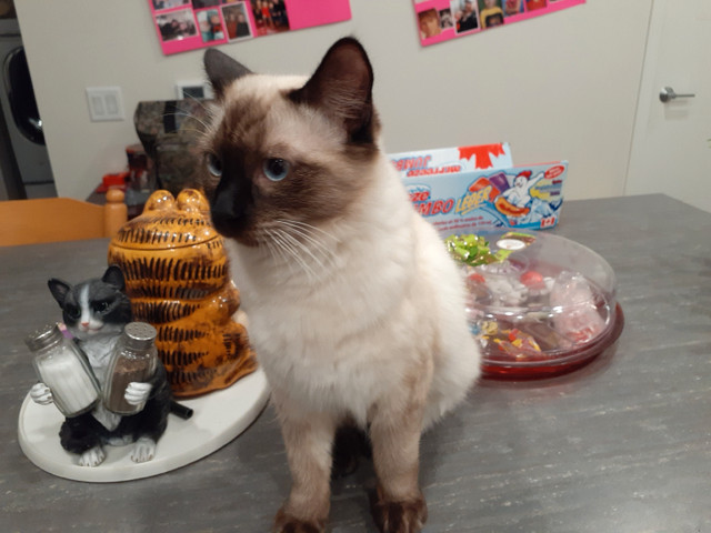 Spayed female Siamese cat in Cats & Kittens for Rehoming in Kamloops - Image 2