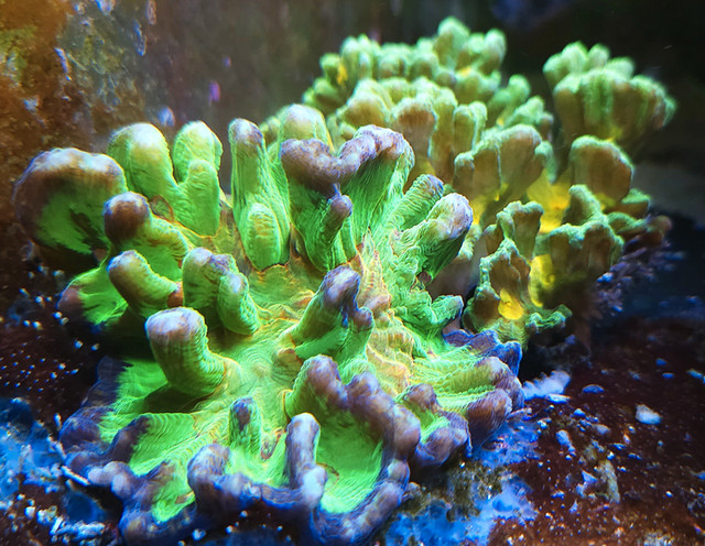 Rainbow Pectinia in Small Animals for Rehoming in Brantford