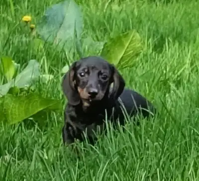 Miniature Smooth Dachshund, View more