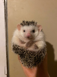 Friendly hedgehog for sale!