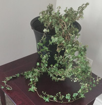 English Ivy Hedera Helix Plants  ($5-$20 depending on size)