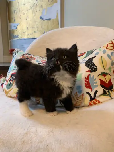 The kittens come with their veterinary health certificate, first vaccines , deworming and vet record...