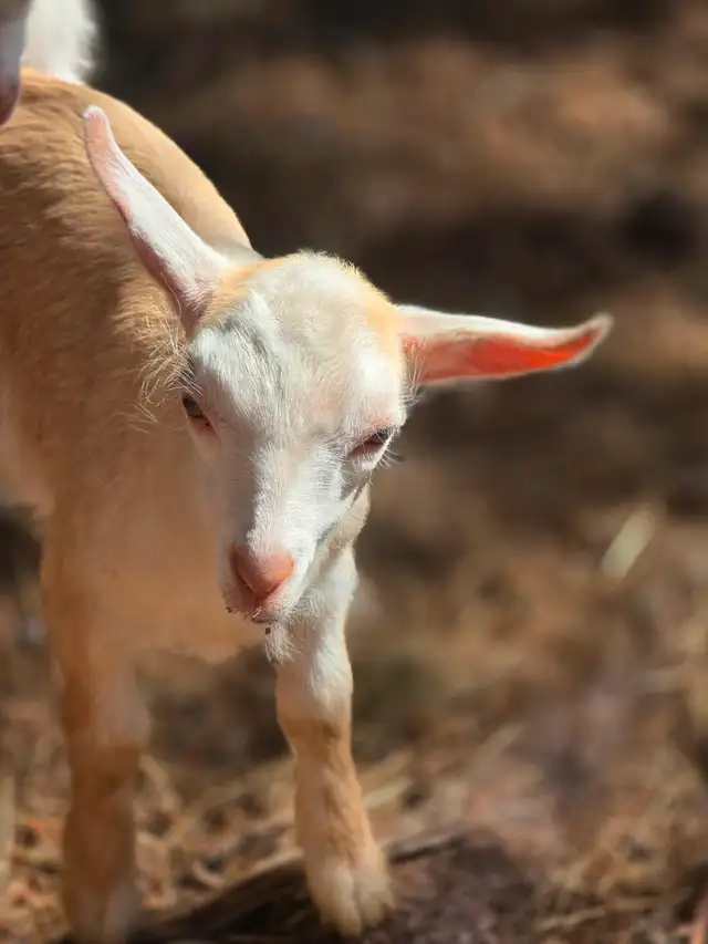 Mini nubian Doeling in Livestock in Moncton - Image 2