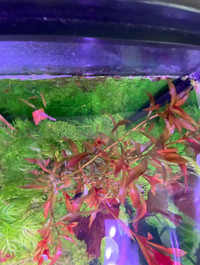 Ludwigia repens Red aquarium plant