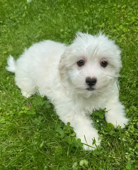 Beautiful Shih-Tzu x Poodle Puppies -1 Female Left ! in Dogs & Puppies for Rehoming in Mississauga / Peel Region - Image 3