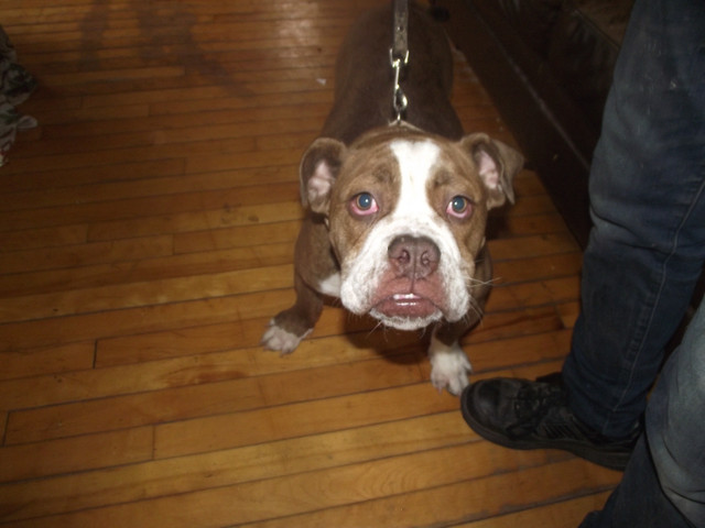 OLDE ENGLISH BULLDOG in Dogs & Puppies for Rehoming in Moncton - Image 2