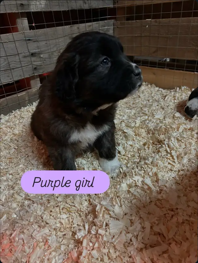 Saint Bernard mix puppies! in Dogs & Puppies for Rehoming in Winnipeg - Image 4