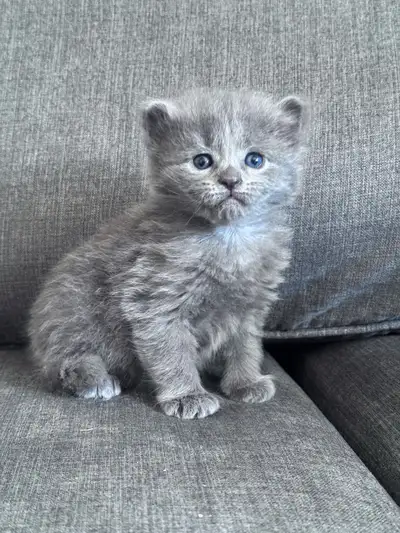 Russian Blue × Nebelung Kittens – 4 Available (3 Female, 1 Male), View more