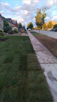 Sod for Sale/Delivery Kentucky Blue Grass only! Farm Fresh Daily