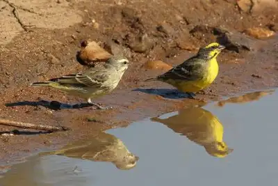 serin du Mozambique ( couple), View more